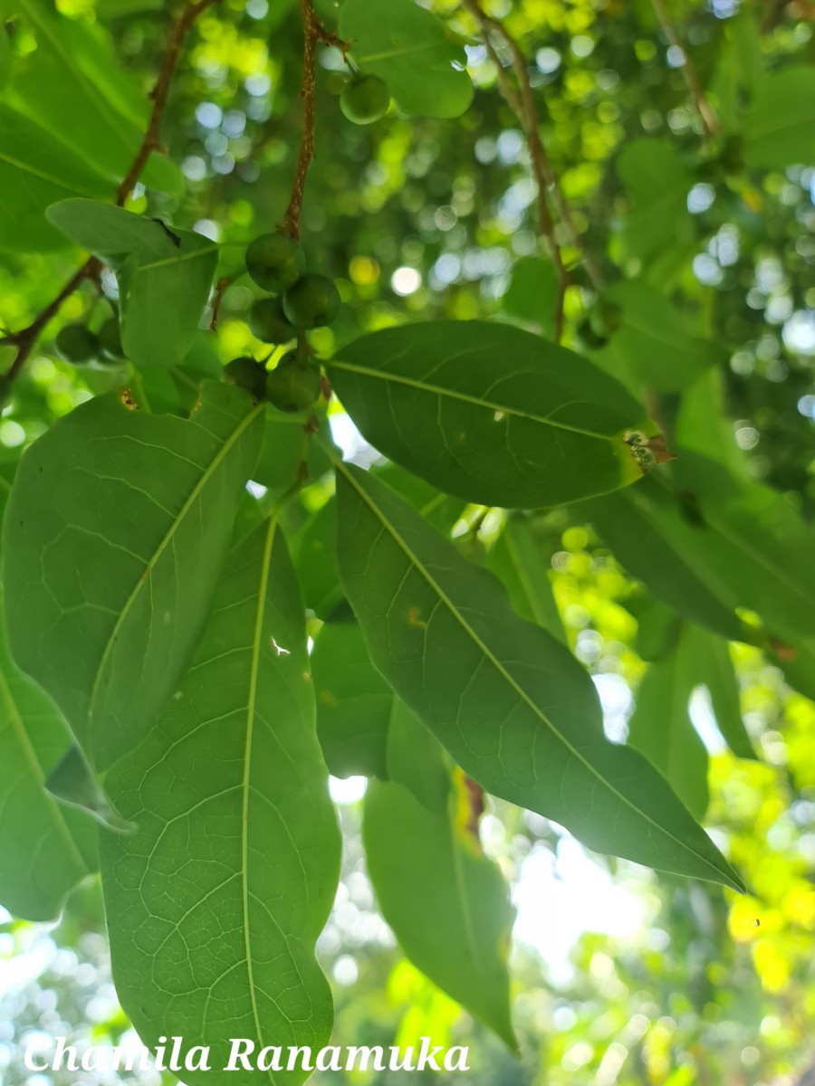 Margaritaria indica (Dalzell) Airy Shaw